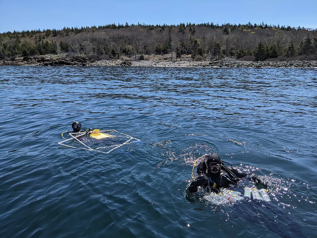 University of Maine PhD students and study authors Shane Farrell and Dara Yiu dive off Allen Island with all the gear for a coastal reef survey. 