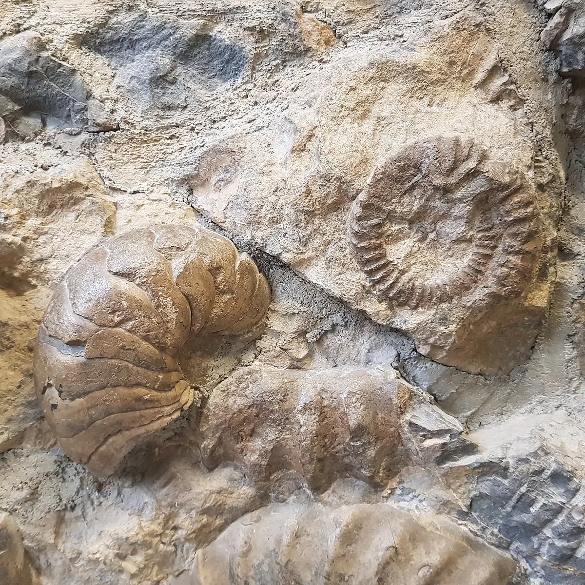 Kopffüßer-Fossilien