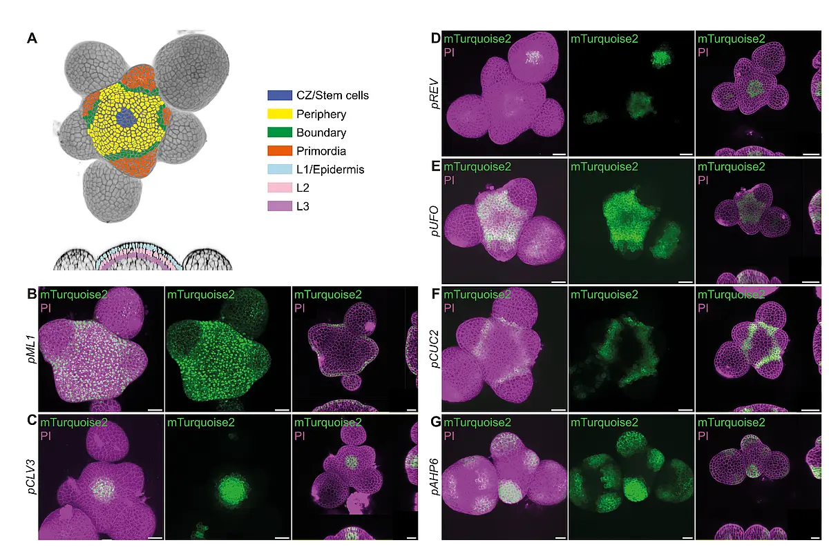Cell type-specific expression resource for trans-activation in SAM domains. 