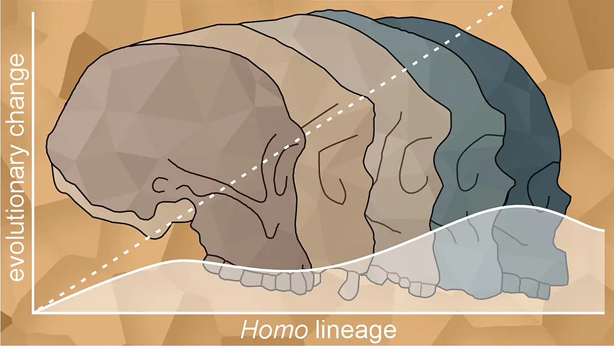 Graphic of The evolutionary trends of increasing brain size and facial reduction within the genus Homo.