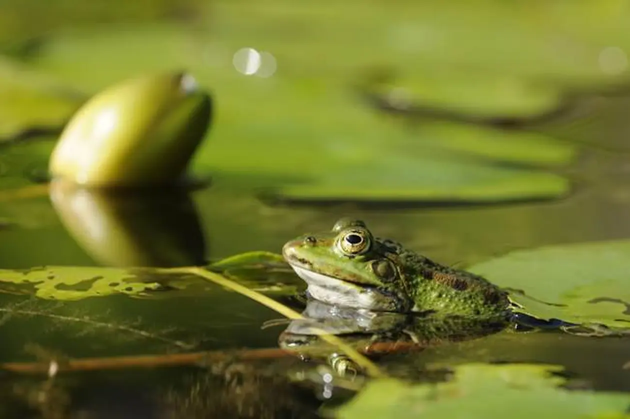 Frosch im Seerosenteich. Foto: Botanischer Garten der Universität Tübingen