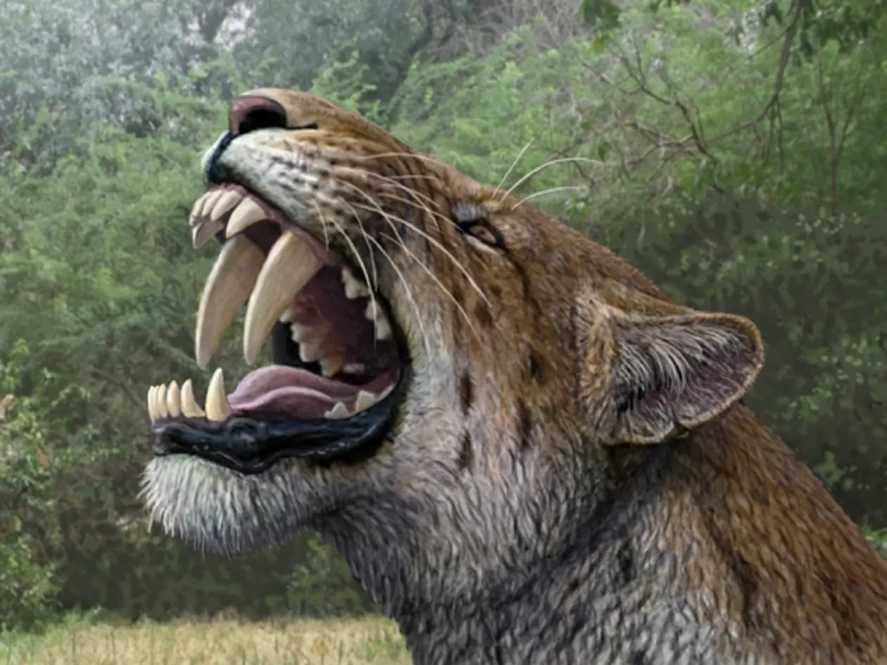 Künstlerische Darstellung von Homotherium latidens. © Mauricio Antón