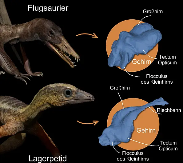 Künstlerische Rekonstruktionen eines Flugsauriers (oben) und eines Lagerpetiden (unten) aus der späten Trias vor ungefähr 215 Millionen Jahren: Die Bilder rechts zeigen 3D-Rekonstruktionen ihrer Gehirne, die durch computertomografische Scans gewonnen wurden. 