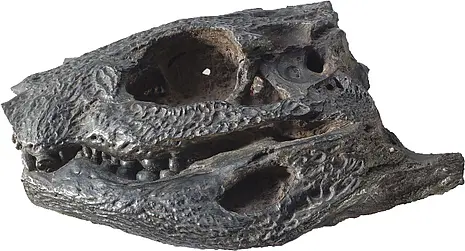 Hassiacosuchus haupti lateral