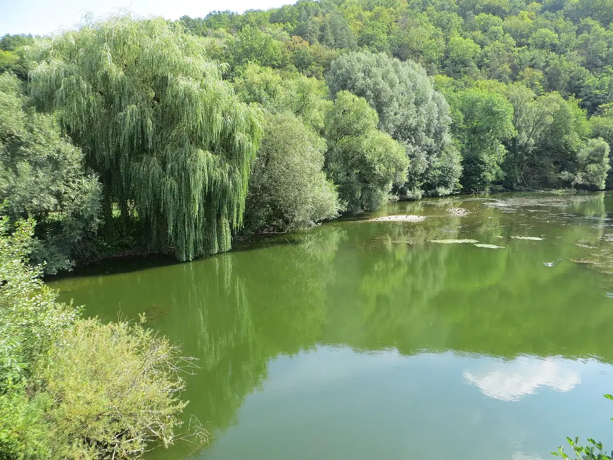 Fluss Jagst mit starker Grünfärbung wegen massenhafter Vermehrung von Algen