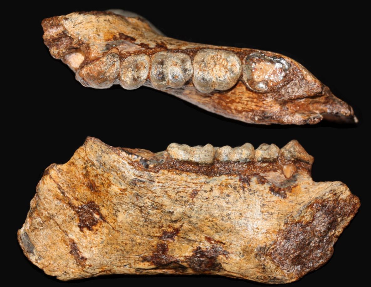 To reconstruct the habitat of Khoratpithecus ayeyarwadyensis, the researchers sampled a mandibular molar for stable isotope analysis.
