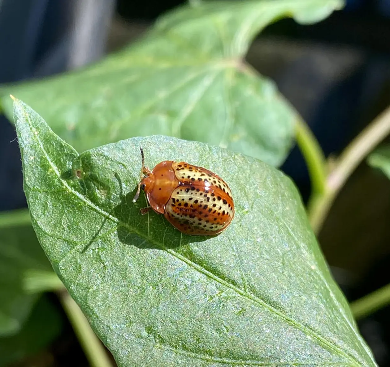 The leaf beetle Chelymorpha alternans