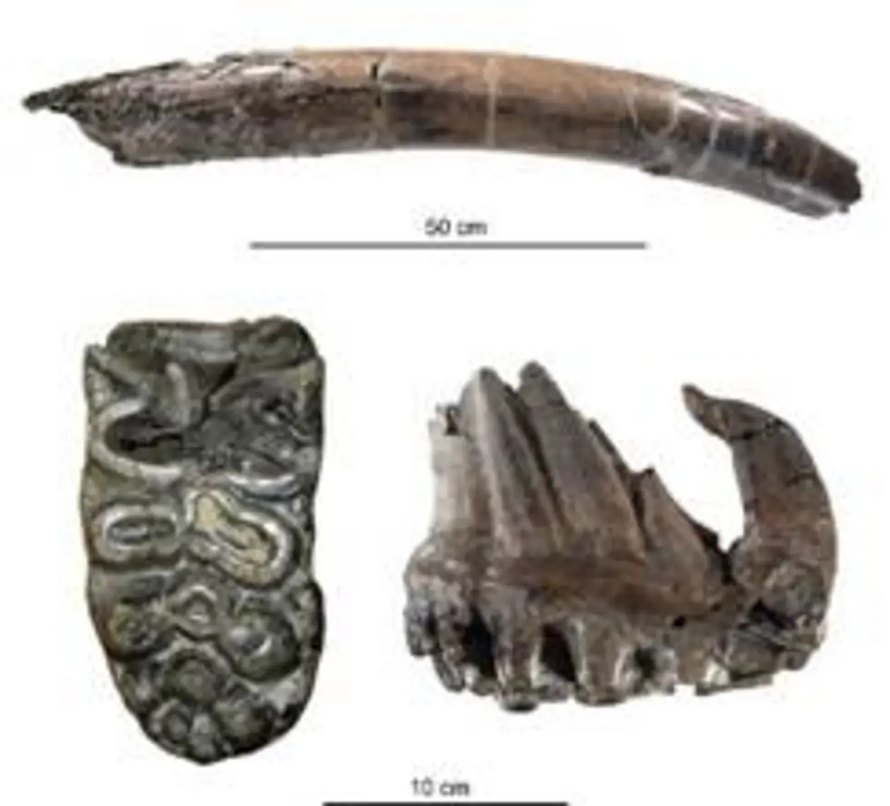 Upper tusk (above) and upper third molar of the gomphothere Tetralophodon longirostris from Hammerschmiede. 