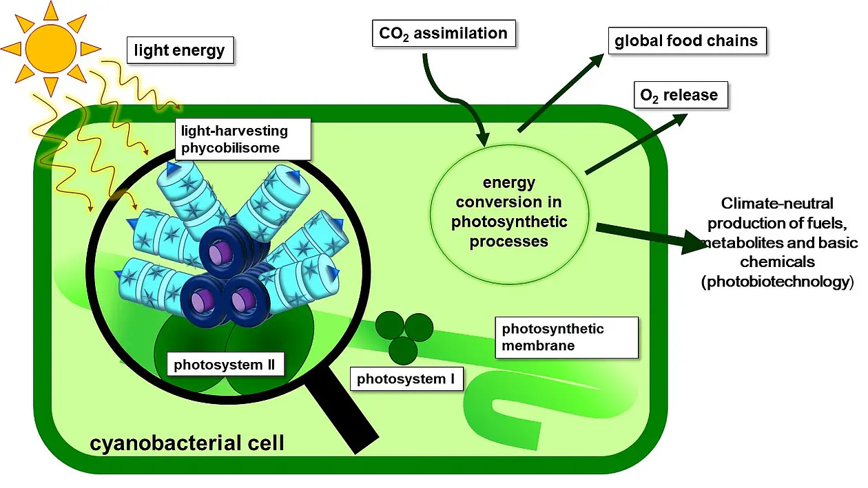 Die Photosynthese steht am Beginn praktisch aller Nahrungsketten. Auch Cyanobakterien nutzen Licht als Energiequelle und können wie Pflanzen Photosynthese betreiben. 
