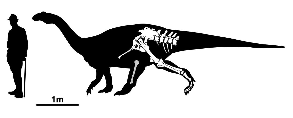 Dinosaur silhouette with two bones. On the left, for scale, a man with a hat who is as tall as the dinosaur.