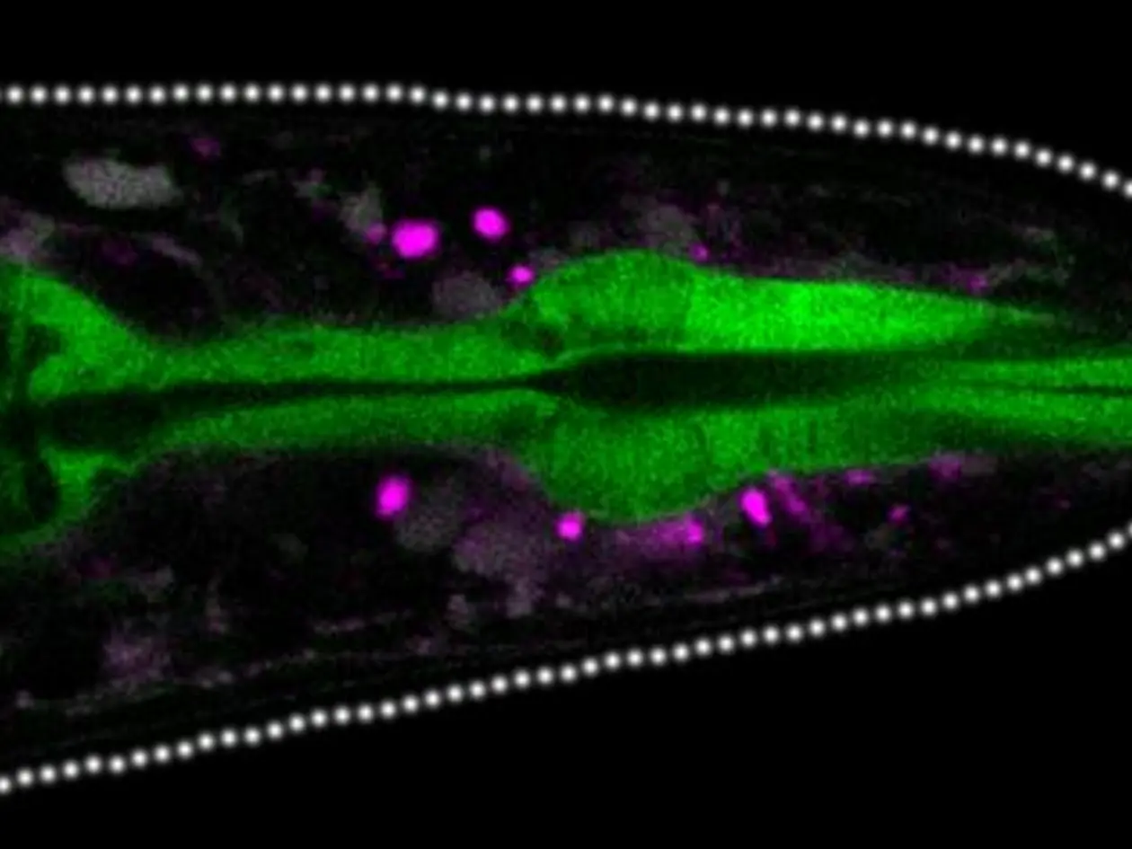 Proteinablagerungen zwischen den Geweben am Kopfende eines Wurms