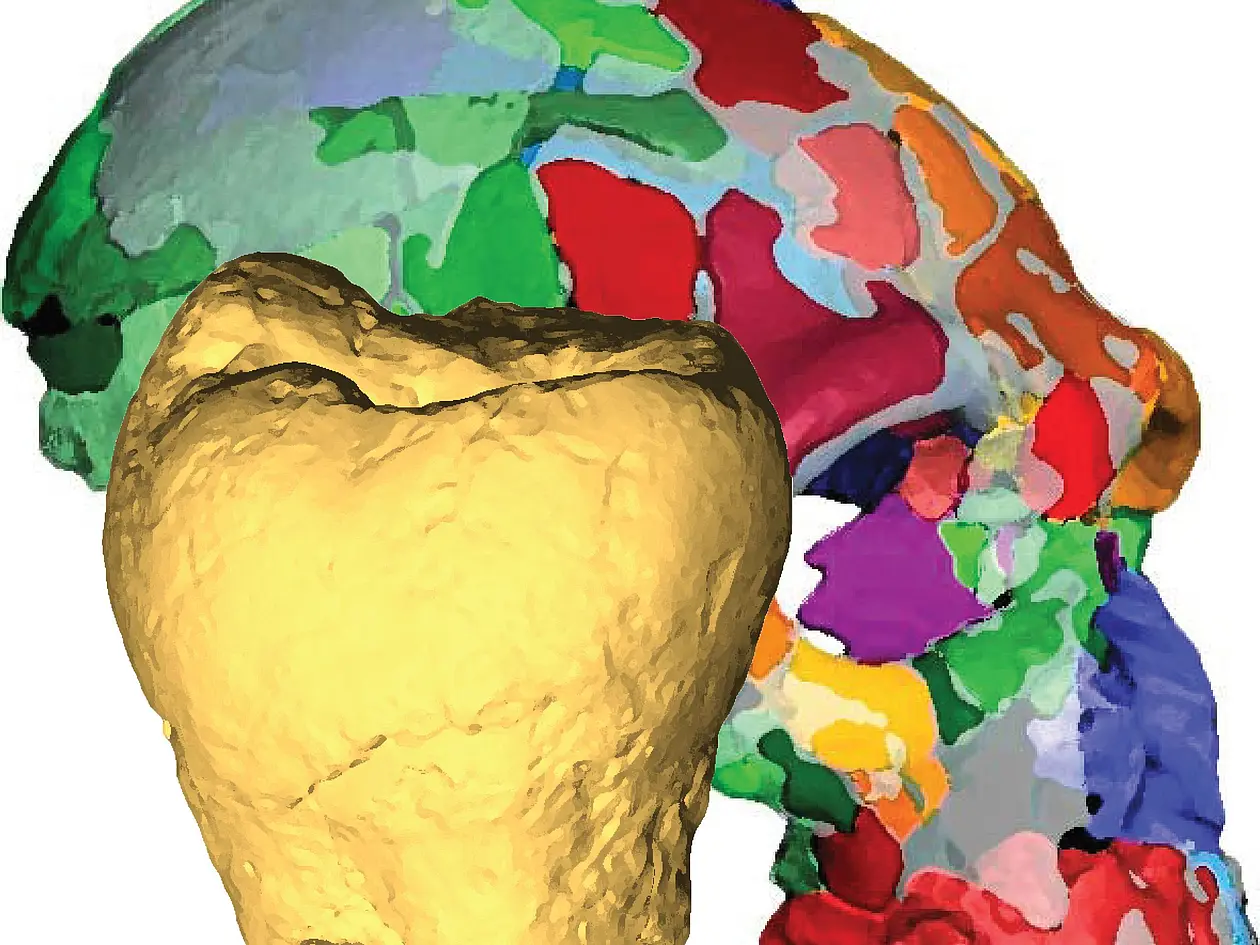 Die zwei Fossilien stellen eine virtuelle Rekonstruktion (i.) des Neanderthaler Schädels Apidima 2, Griechenland und (ii.) ein digitales Model des vermutlichen Neanderthaler Weisheitszahns aus dem Megalopolis Becken, Griechenland dar. 