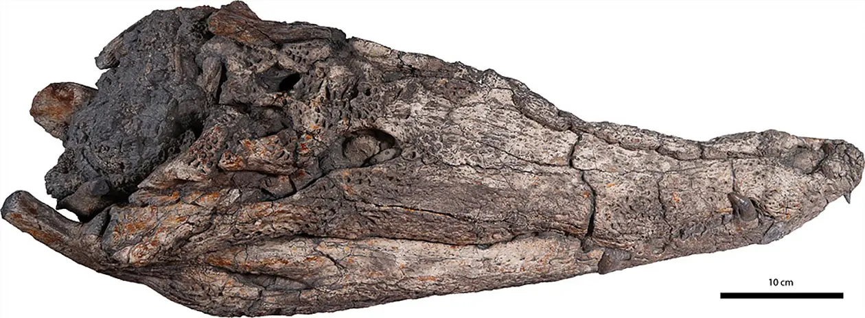 Skull of the new crocodile species 