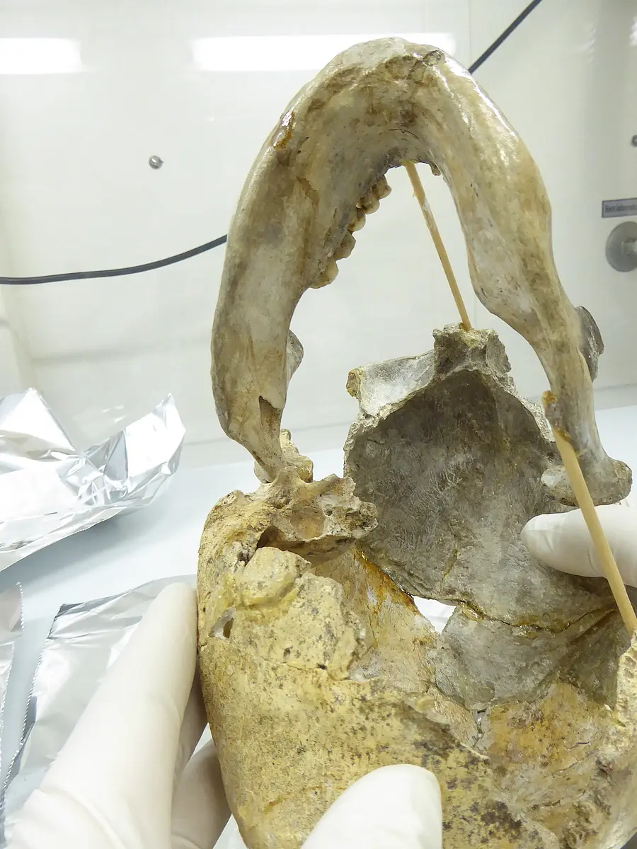 Micro-sampling the petrous bone of Zlatý kůň