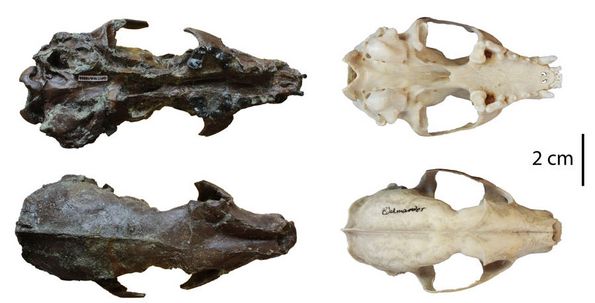 The elongated skull of a marten dubbed 