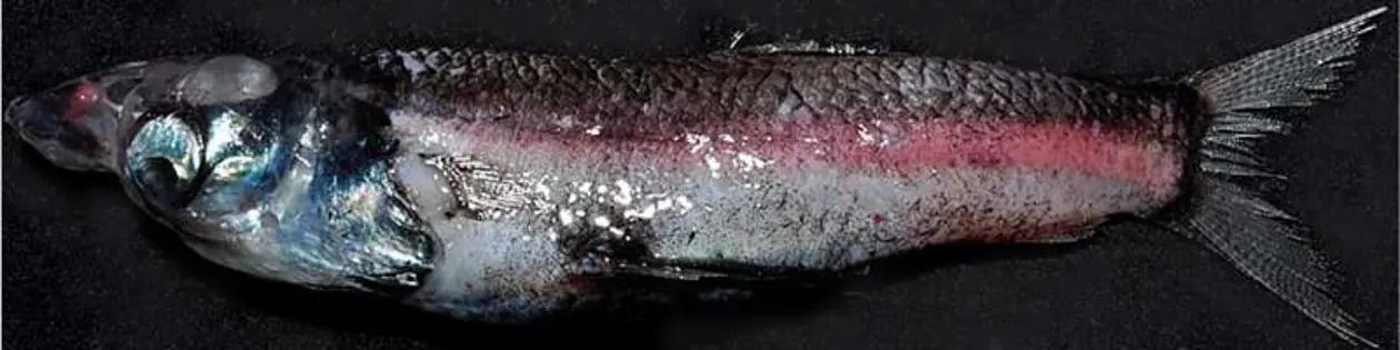 Der Tiefseefisch Rhynchohyalus natalensis. Foto: D. A. Flynn (CSIRO)