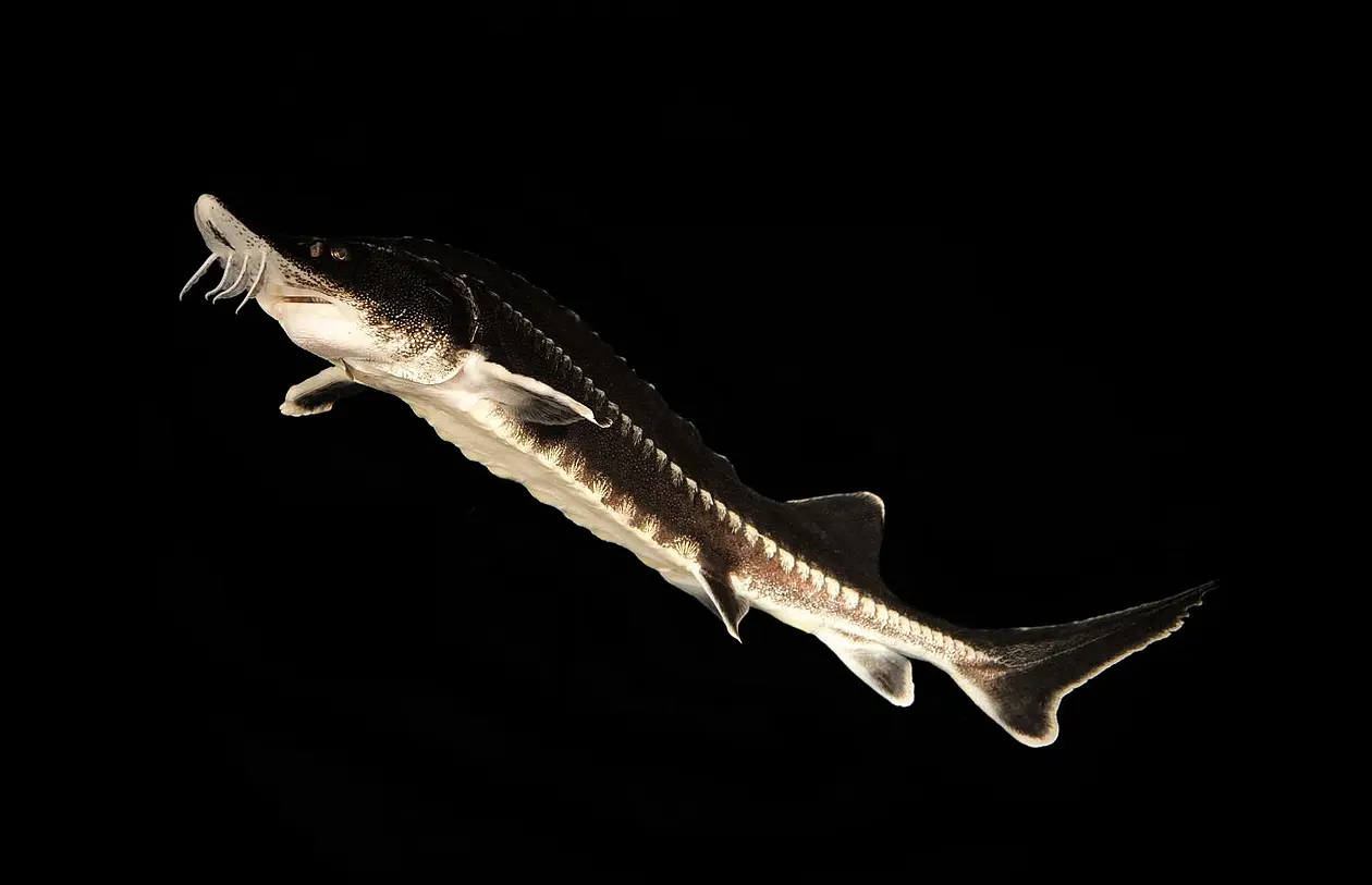 Beluga sturgeon