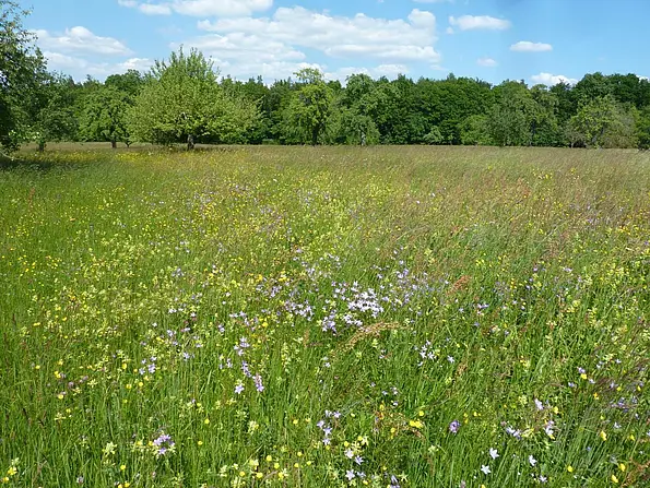 Tübinger Wiese mit gelben Blumen