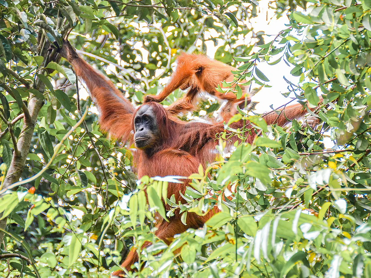 Zwei Orang Utans sitzen auf einem Baum im Dschungel.