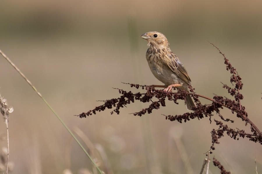 A corn bunting has taken up residence on a perennial fallow field.