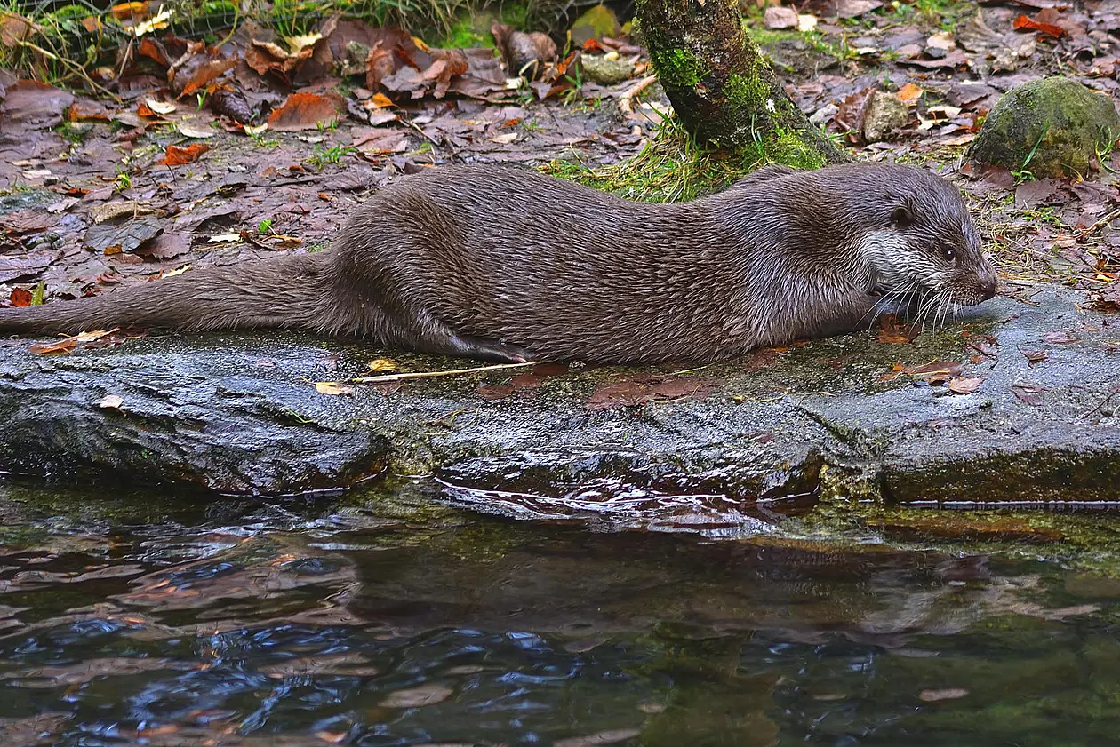 ein Otter in freier Wildbahn