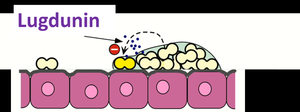 Schema zur Funktionsweise von „Lugdunin“: Auf den nasalen Epithelzellen (in Rosa) lebt natürlicherweise das Bakterium Staphylococcus lugdunensis (kleine weiße Doppelzellen), das den Infektionserreger Staphylococcus aureus (gelbe Doppelzellen) durch Bildung von „Lugdunin“ abtötet. Grafik: Prof. Dr. Andreas Peschel