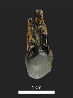 7,24 Millionen Jahre alter oberer Vorbackenzahn von Graecopithecus aus Azmaka, Bulgarien