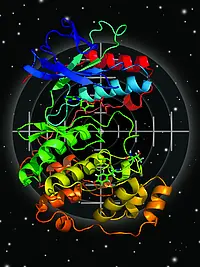 Protein-Kinasen sind Enzyme, die als Zielmoleküle in der Wirkstoff-Forschung dienen. Foto: Stefan Laufer, Universität Tübingen