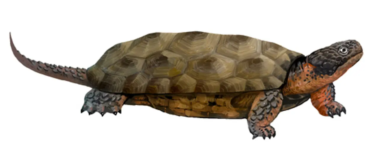 Rekonstruktion der neu entdeckten bezahnten Schildkröte Sichuanchelys palatodentata aus dem Oberen Jura der westlichen Wüstenregion Chinas. Künstlerische Darstellung: Lida Xing