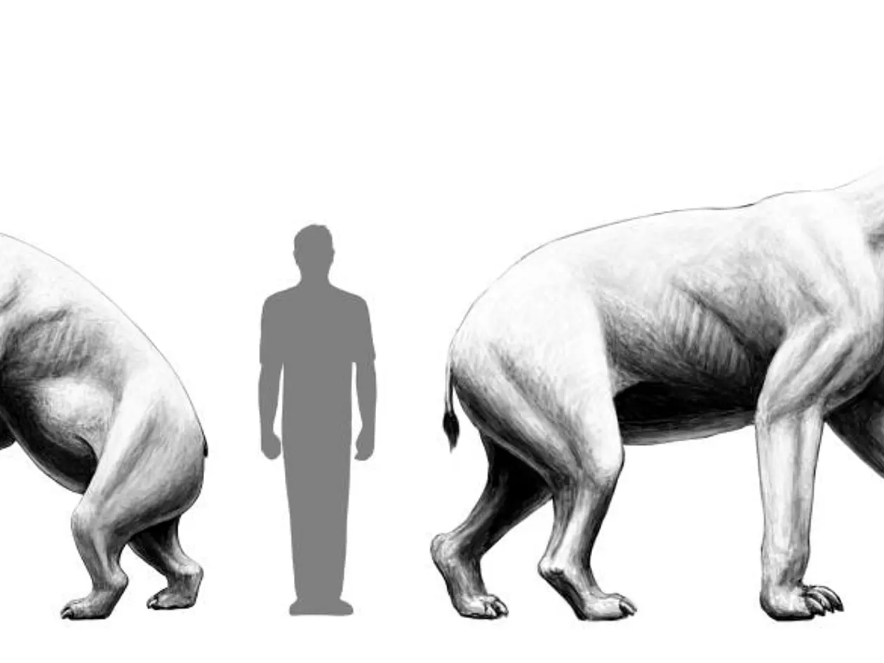 Abbildung in Schwarz-Weiß, auf der links das Krallentier Chalicotheriinae und rechts Schizotheriinae zu sehen ist. In der Mitte ein Symbol für einen ausgewachsenen Menschen zum Größenvergleich. Beide sind deutlich höher als ein Mensch und sehen wie eine Mischung aus Tapir und Pferd aus.