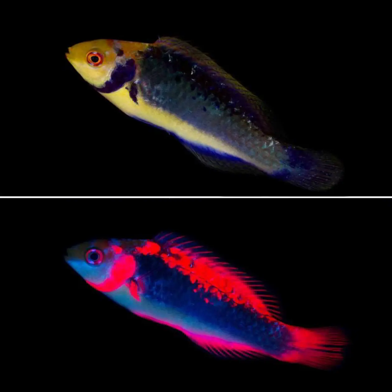 Der Rotaugen-Zwerglippfisch nutzt die eigene Fluoreszenz, um sein Revier zu verteidigen und um zu kommunizieren. Abbildung: Nico Michiels/Universität Tübingen