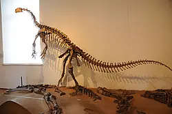 Der Plateosaurus kommt so häufig in Württemberg vor, dass er den Spitznamen „Schwäbischer Lindwurm“ erhielt. Fotos: Jan Münster/Universität Tübingen