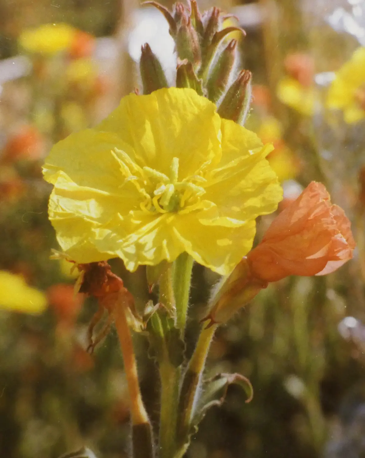 Oenothera bertheriana eine Nachtkerze aus Schwemmles Modellsystem