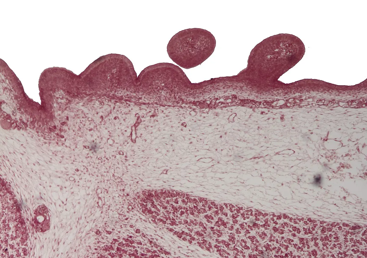 Entwicklung von Gefieder durchs Mikroskop betrachtet: Die äußere Hautschicht dieses 14 Tage alten  Hühner-Embryos faltet sich aus. 