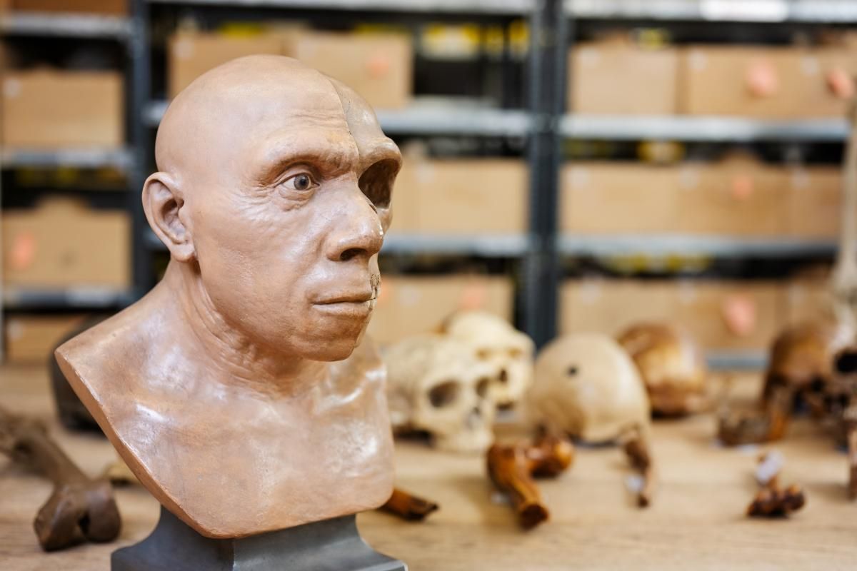 Neanderthal skull with face reconstruction. 