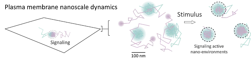 Gronnier Fig 1