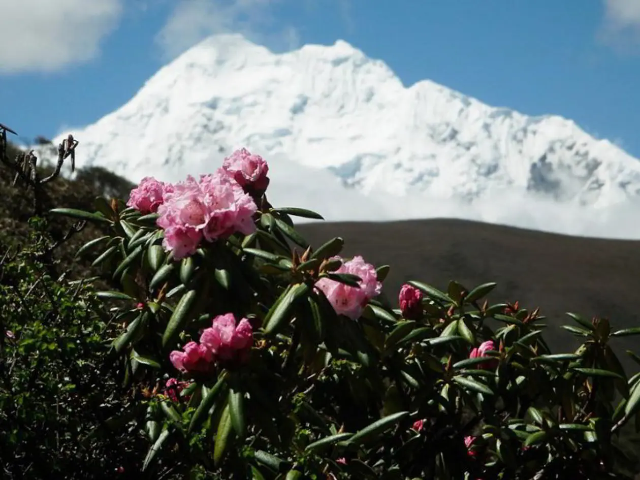 Rhododendron, im Hintergrund der Kawa Karpo. Foto: Andreas von Heßberg