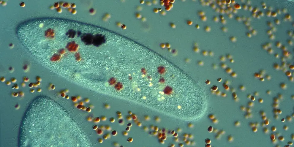 Biologiestudierende im Laborpraktikum.