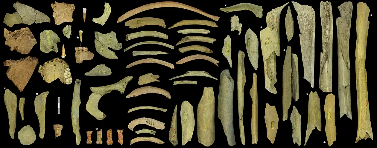 Diese Sammlung von stark fragmentierten Überresten von Neandertalern aus der „Troisième caverne“ von Goyet stammt von mindestens fünf Individuen. Das Alter der mit einem Stern markierten Fragmente wurde direkt mit 40.500 bis 45.500 Jahren bestimmt. Der Maßstab entspricht drei Zentimetern. Foto: Royal Belgian Institute of Natural Sciences.