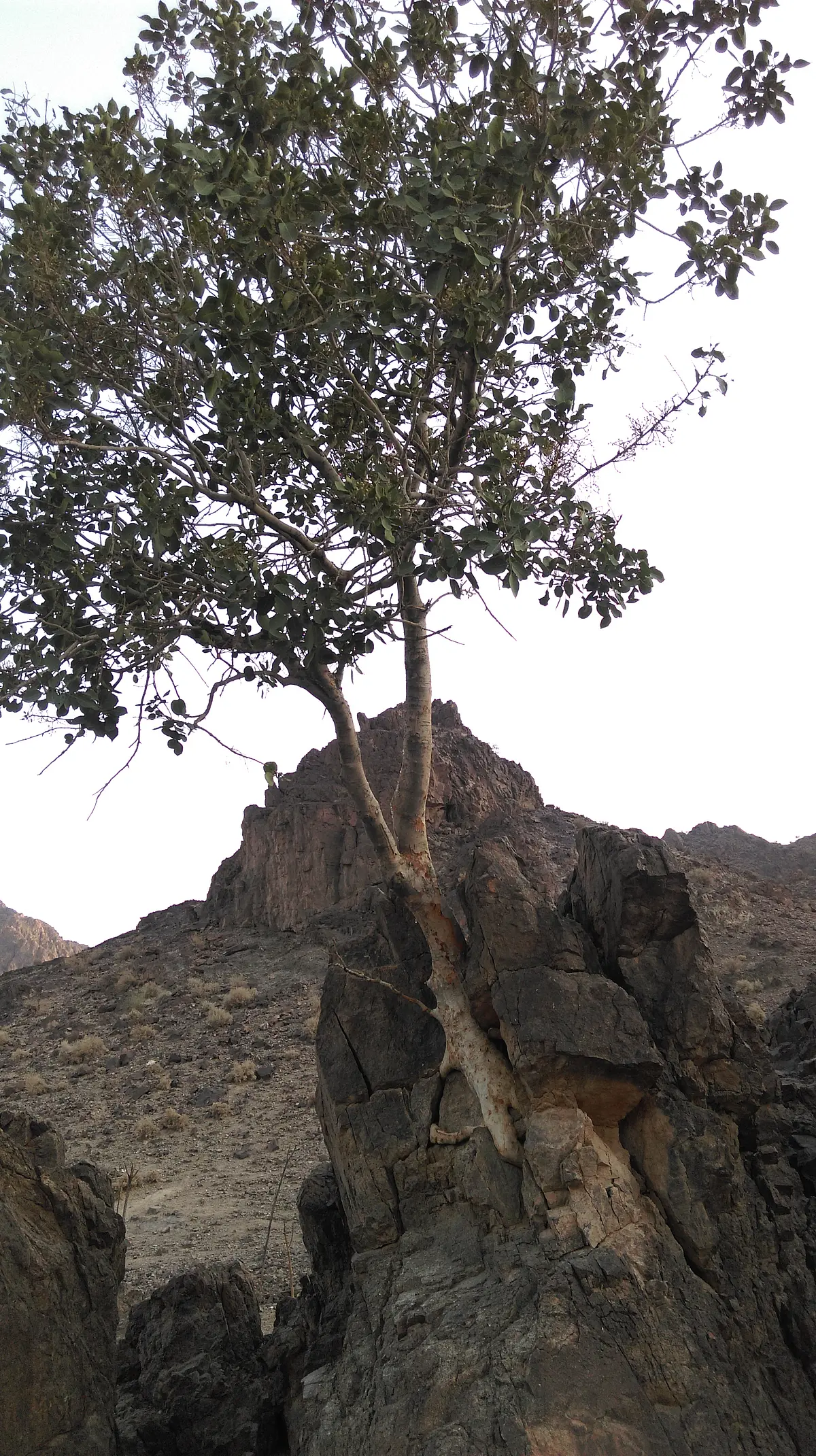 There seems to be nothing except stones and yet people live there, just as the tree grows out of the rock.