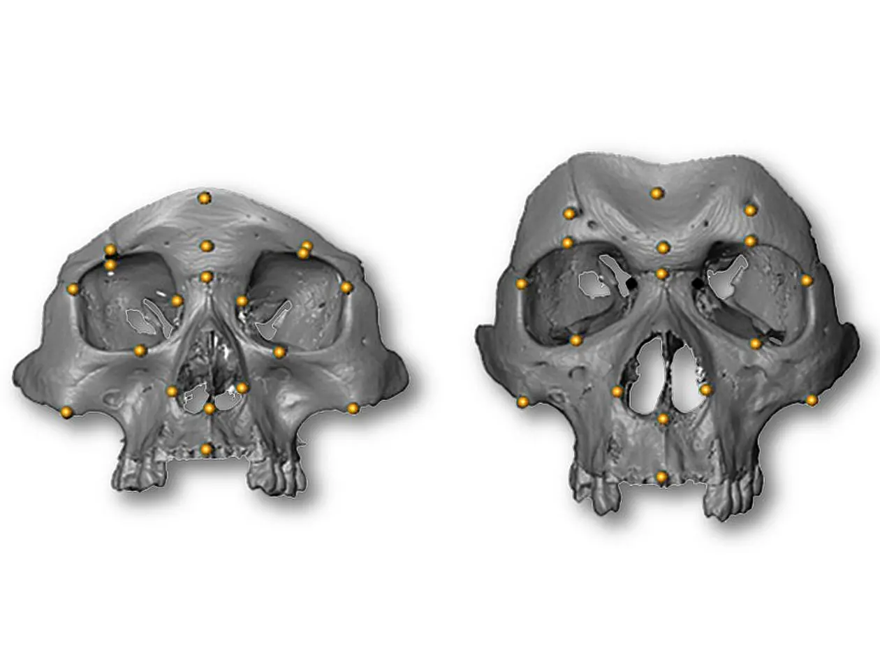 Gesichtsknochen eines modernen Menschen (links, überzeichnete Darstellung) und eines Neandertalers (rechts). Mit gelber Markierung sind die 3-D-Messpunkte bezeichnet, die Professorin Katerina Harvati in ihre Untersuchung zur Evolution des Gesichts moderner Menschen einbezogen hat.