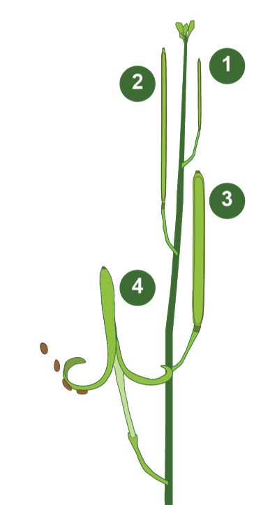Schematic drawing of a hairy bittercress plant: Growth of the pod (1-3), which ultimately ruptures, ejecting the seeds (4). 
