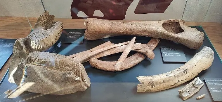 Bones at the Prehistoric Museum Blaubeuren