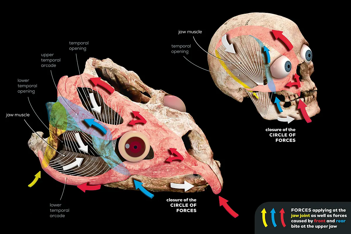 Forces during feeding and how they act on the skull of a human and an early reptile (Stenaulorhynchus stockleyi), which lived in Africa 280 million years ago.