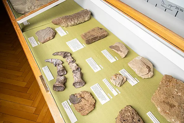 Two toe bones of Tuebingosaurus maierfritzorum in a display cabinet, surrounded by other bones
