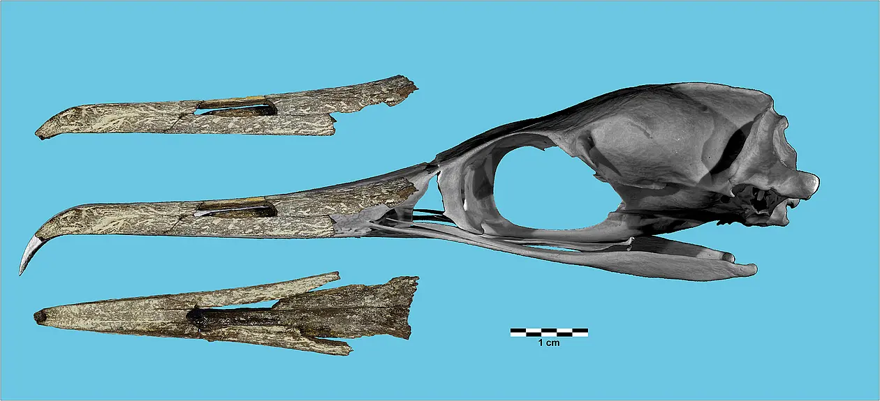 Skull with reconstructed beak seen from the side, beak by itself seen from the side and from belowl mit rekonstruiertem Schnabel in Seitenansicht, dazu der Schnabel von der Seite und von unten