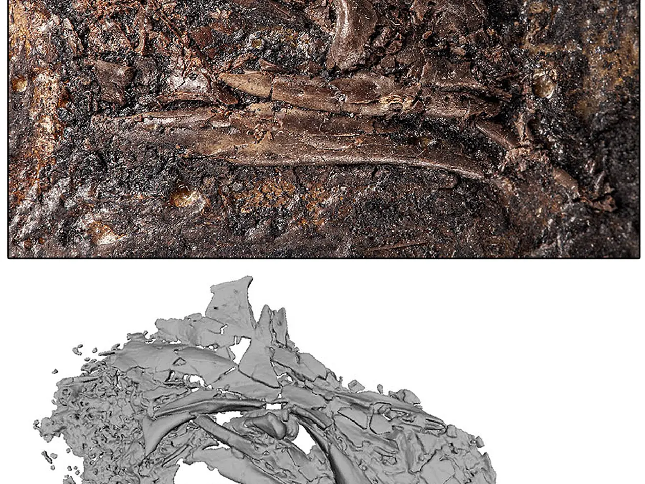 Fossiler Schädel von Geiseleptes del-finoi aus dem Eozän