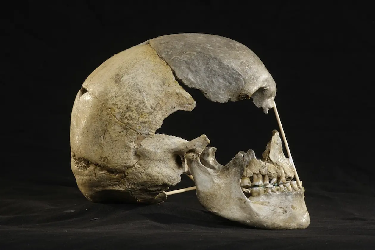 Lateral view of the mostly-complete skull of Zlatý kůň