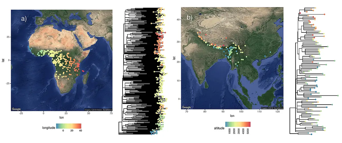 Evolutionary trees for the Atlantic-Congo language family (a) and the Sino-Tibetan language family (b). Languages are represented by a dot on the map and in the tree diagrams. In (a) the dot color reflects the respective longitude, and in (b) it reflects the altitude above sea level. In both cases, these environmental factors reflect strongly on the family tree. The phylogenetic signal of longitude in (a) and altitude above sea level in (b) is stronger than predicted by the standard evolutionary model. That means the connection between environmental factors and the structure of the family trees cannot be explained by random expansion of the language populations; rather, it indicates directed migration according to these geographical dimensions.