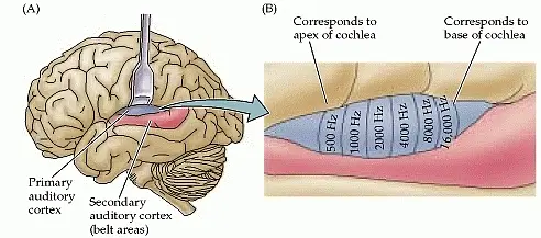 Which areas react to the different cochlea inputs